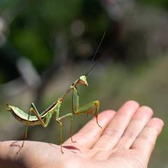 Praying mantis walking calmly across a keeper's open hand