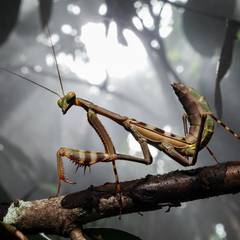 Praying mantis mid-molt hanging from a branch inside its enclosure