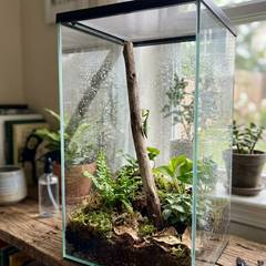 Praying mantis enclosure with mesh lid, climbing branch, and misted substrate