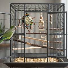 Quaker parakeet perched beside its cage and accessories, representing the total cost of ownership