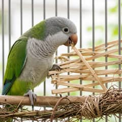 A quaker parakeet weaving a willow strip into the bars of its cage