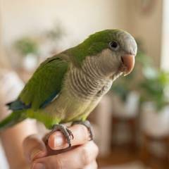 Quaker parakeet perched on an owner's hand, showing its bold, social temperament