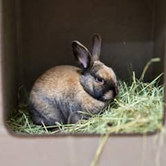 Rabbit in a fully equipped exercise pen with hay and dishes