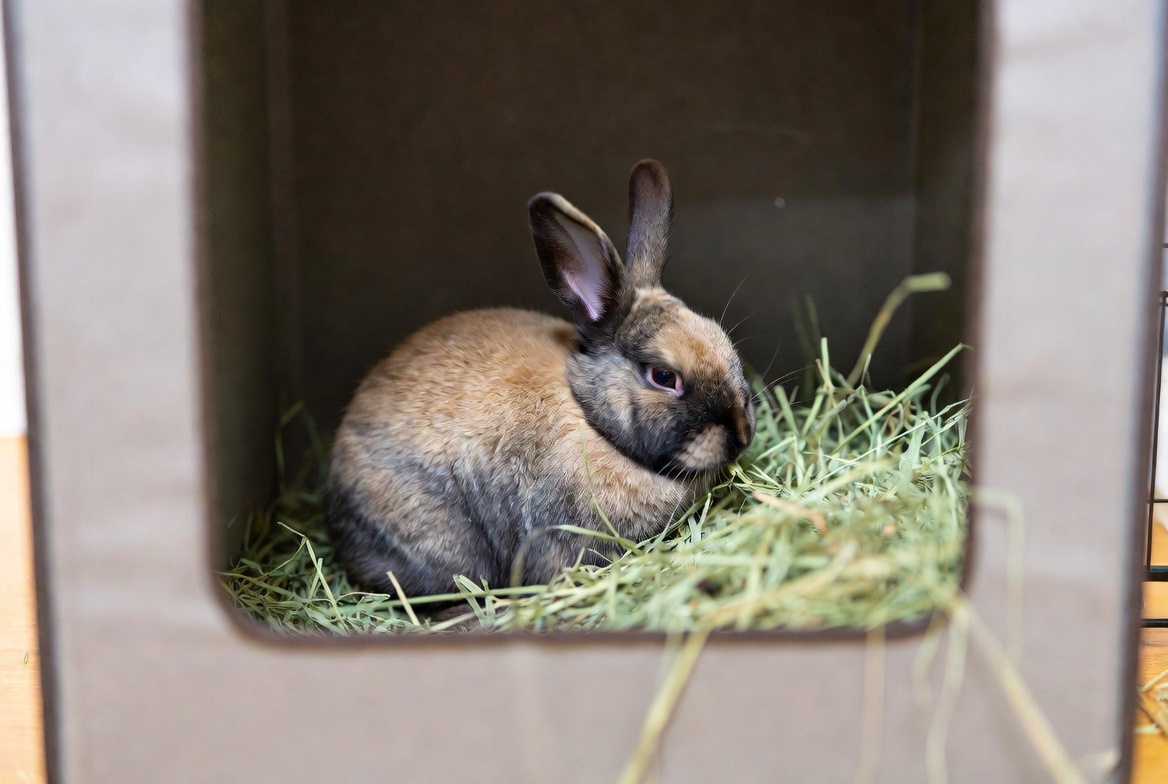 Rabbit in a fully equipped exercise pen with hay and dishes