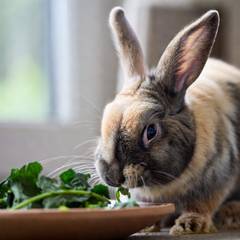 Rabbit eating fresh hay and leafy greens