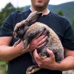 Rabbit being carried securely with full body support against a person