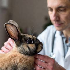Rabbit being examined by an exotic veterinarian