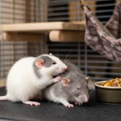Two pet rats sitting together beside a small stack of coins