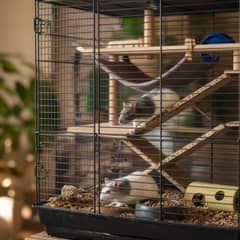 Multi-level rat cage with ramped shelves, hammocks, a wheel, and hideouts