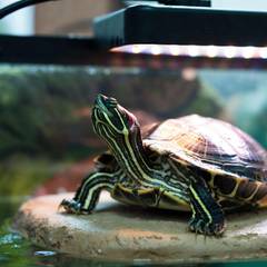 Red-eared slider turtle basking next to its tank setup