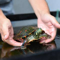 Person scooping a red-eared slider turtle from underneath with both hands