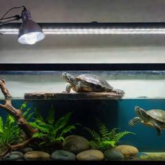 Red-eared slider tank setup with basking platform, UVB lighting, and canister filter