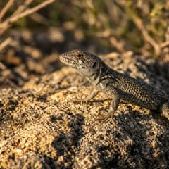 A wild lizard basking on warm rock in low sun, head raised and body angled toward the light