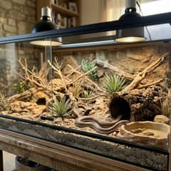 Rosy boa enclosure with a dry substrate, warm and cool hides, and a secure screen lid