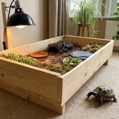 Russian tortoise beside an open-top tortoise table setup indoors