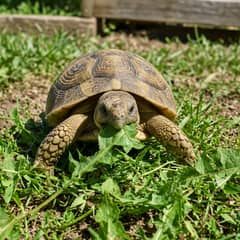 A Russian tortoise grazing on dandelion and broadleaf weeds in an outdoor pen