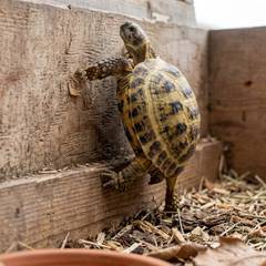 Russian tortoise climbing along the wall of its open-top tortoise table enclosure