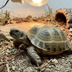 Russian tortoise undergoing a vet exam to check its shell and limbs