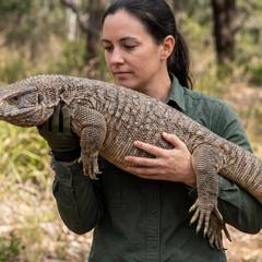 Adult savannah monitor being supported carefully from underneath during handling