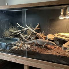 Savannah monitor enclosure with deep diggable substrate, basking area, and a large water basin for full submersion