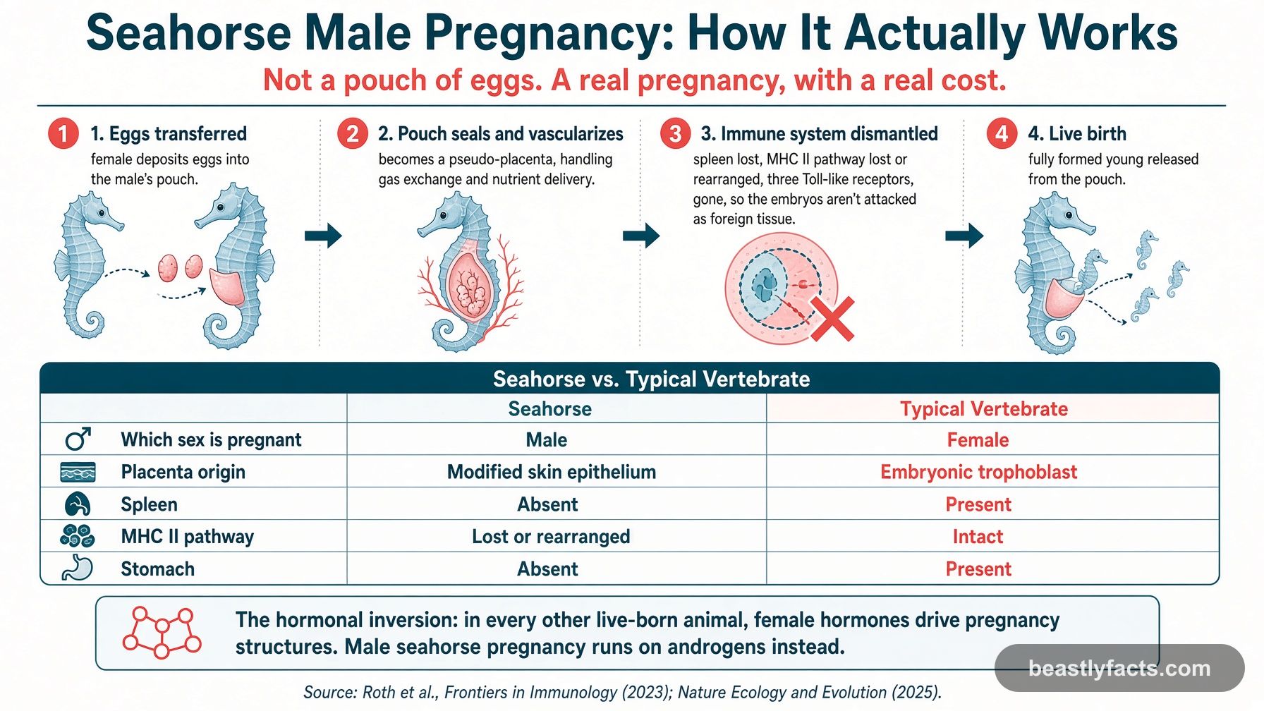 Four-step diagram of male seahorse pregnancy from egg transfer to live birth, with a comparison table of seahorse versus typical vertebrate pregnancy biology