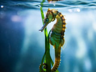 A seahorse with its tail curled around a piece of seagrass, seen in profile against blue water
