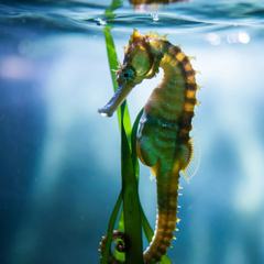 A seahorse with its tail curled around a piece of seagrass, seen in profile against blue water