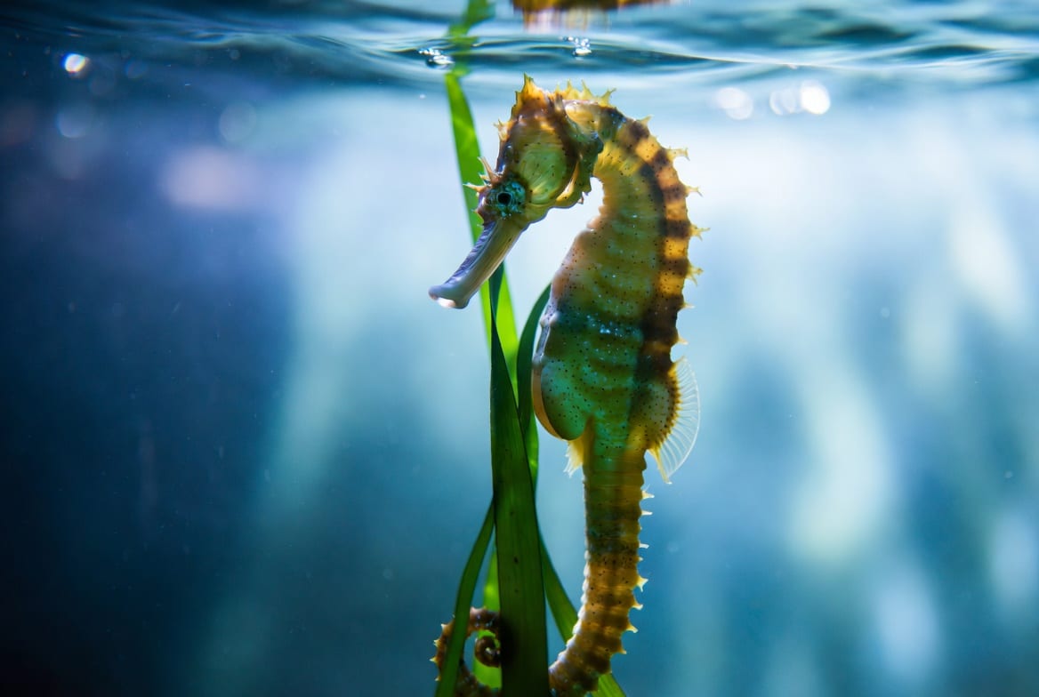 A seahorse with its tail curled around a piece of seagrass, seen in profile against blue water