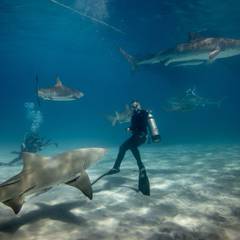 A great white shark swimming powerfully through clear blue ocean water, showcasing its massive size and streamlined form