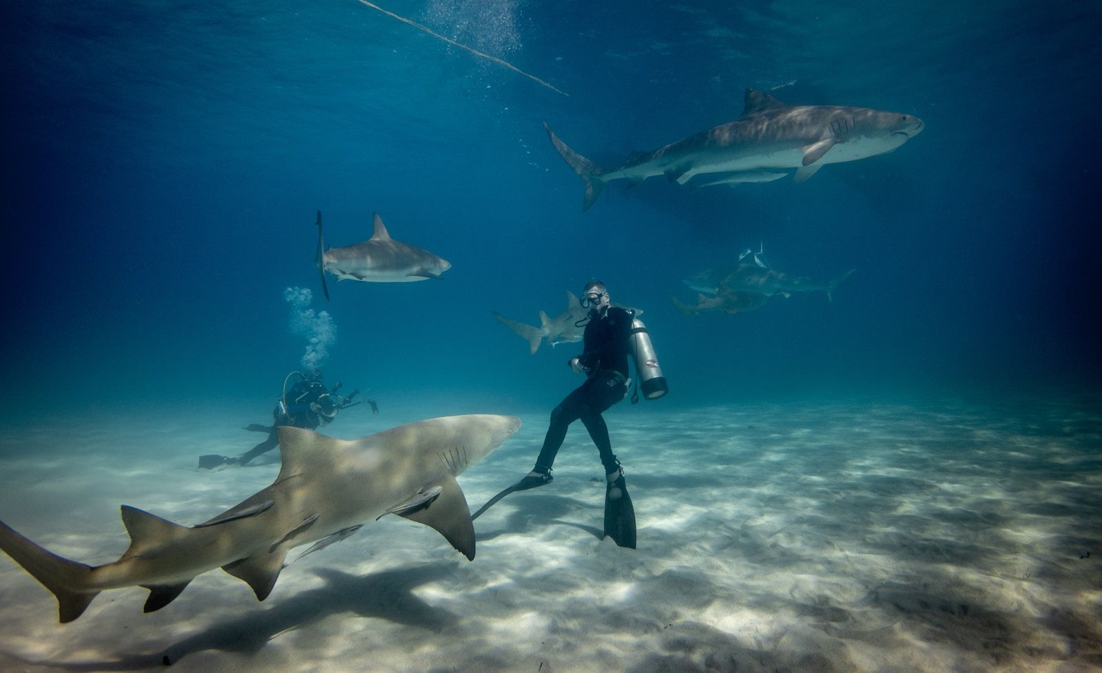 A great white shark swimming powerfully through clear blue ocean water, showcasing its massive size and streamlined form