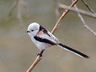 A shima enaga with a completely white face perched on a bare branch in Hokkaido, Japan