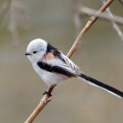 A shima enaga with a completely white face perched on a bare branch in Hokkaido, Japan