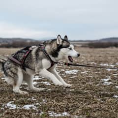 A siberian husky pulling into a harness on a long line across open ground