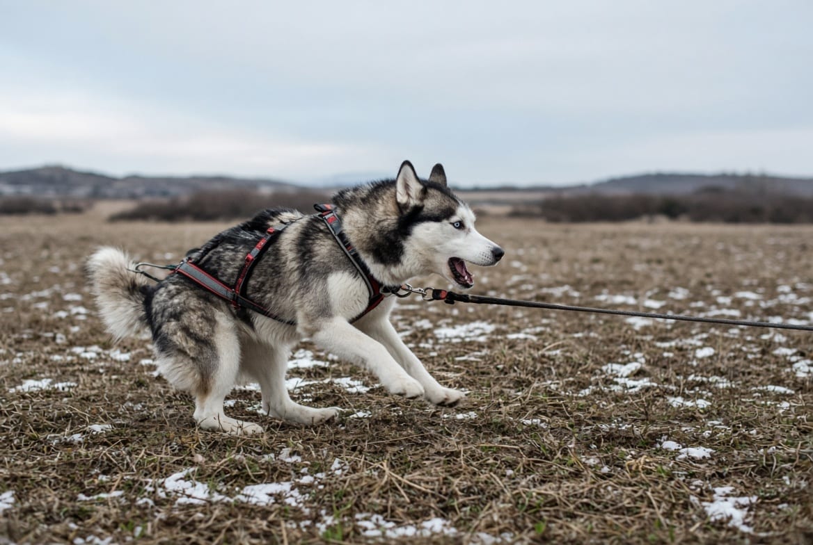 A siberian husky pulling into a harness on a long line across open ground