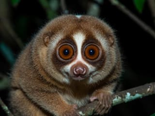 A slow loris gripping a branch at night, showing its large forward-facing eyes and dense brown fur