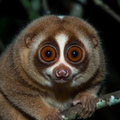 A slow loris gripping a branch at night, showing its large forward-facing eyes and dense brown fur