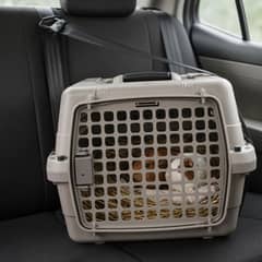 A guinea pig and its cage mate sitting together on a bed of hay inside an open hard-sided pet carrier