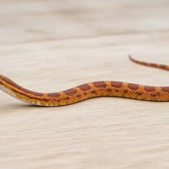A pet snake gently supported along its length during a weigh-in, its body resting in a rounded loaf shape across a digital scale