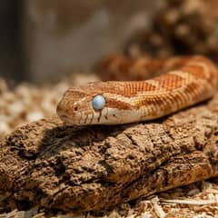 Corn snake in the blue phase with cloudy opaque eyes before shedding