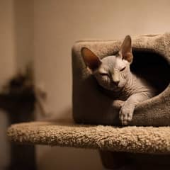 A sphynx cat curled inside a heated covered bed on a high shelf