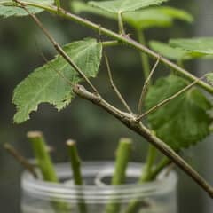 A stick insect hanging from a bramble stem in a tall mesh enclosure, feeding on a leaf