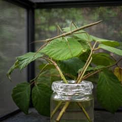An Indian stick insect feeding on a bramble leaf, the cut stems standing in a covered jar of water inside a mesh enclosure