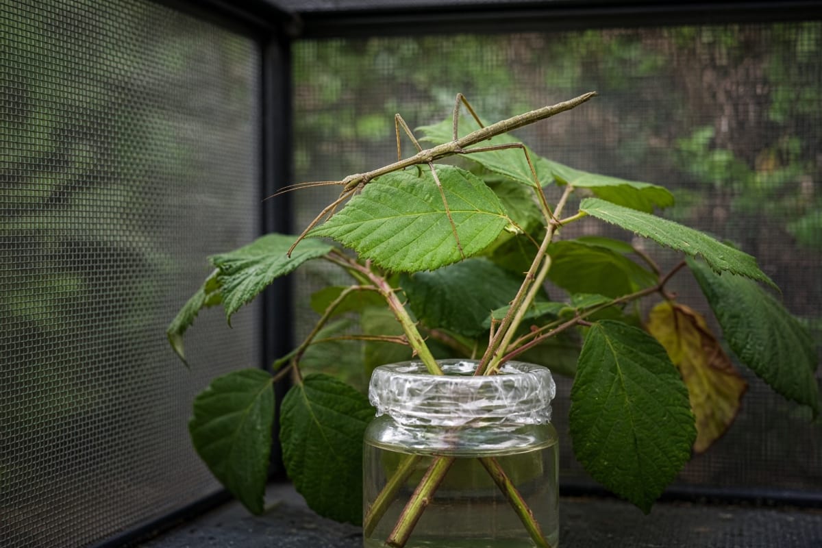 An Indian stick insect feeding on a bramble leaf, the cut stems standing in a covered jar of water inside a mesh enclosure