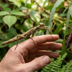 Stick insect calmly gripping a keeper's hand during gentle handling
