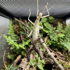 Stick insect mid-molt hanging from the mesh top of its enclosure