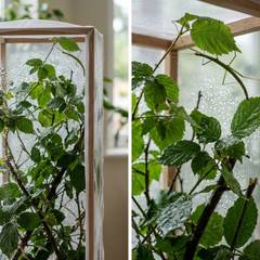 Stick insect enclosure with mesh top, host plant cuttings, and misted substrate