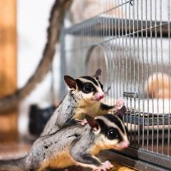 Sugar glider sitting next to its cage and everyday supplies