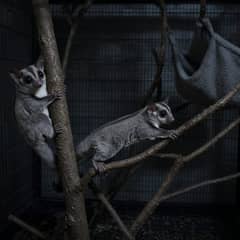Two sugar gliders on a branch high in a tall cage beside a hanging fleece pouch