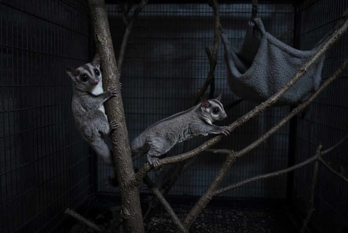 Two sugar gliders on a branch high in a tall cage beside a hanging fleece pouch