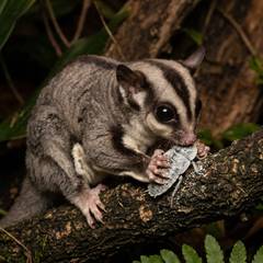 A sugar glider eating a calcium-dusted insect while gripping a branch